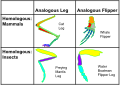 Mammals and insects are part of different homologous and analogous evolutionary groups. In the horizontal direction, the structures are homologous in their morphology, or anatomy, but different in their function due to differences in habitat. In the vertical direction, the structures are analogous in function due to similar lifestyles of organisms but anatomically different since they are part of different groups.