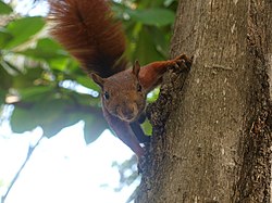 Andean Squirrel Cartagena Colombia - 12-23-15.JPG