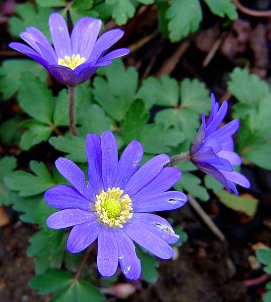 538px Anemone blanda1GrooverFW