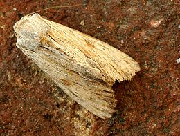 Žilagelsvis pašakninis pelėdgalvis (Apamea lithoxylaea)