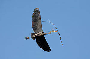 A Great Blue Heron flying with nesting materia...