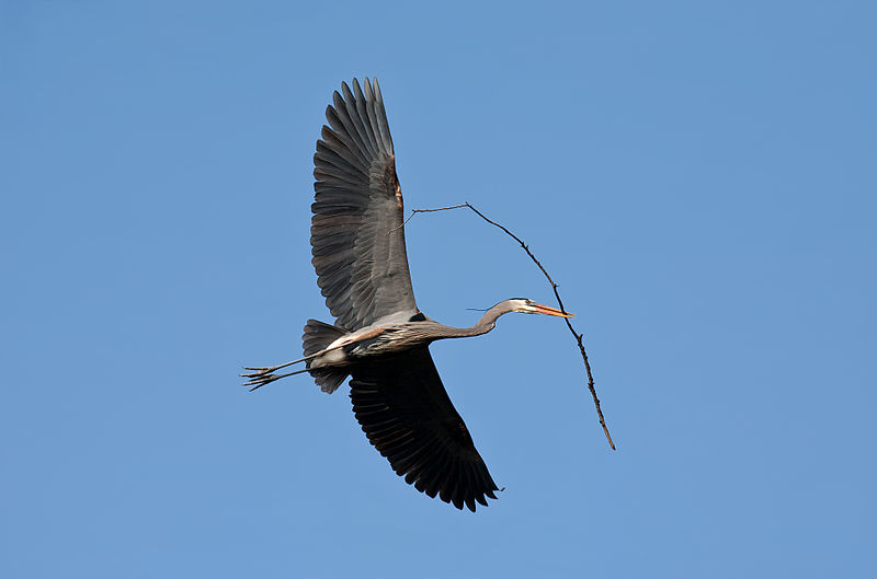 Great Blue Heron