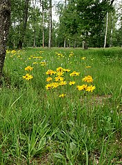 Arnica