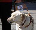 chien guide d'aveugle