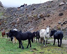Plusieurs chevaux aux robes différentes se tiennent à l'arrêt sur de l'herbe; en arrière-plan en contre-haut d'une pente caillouteuse on aperçoit trois autres chevaux.