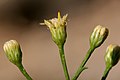 Baccharis havardii