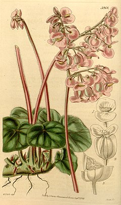 Description de l'image Begonia hydrocotylifolia.jpg.