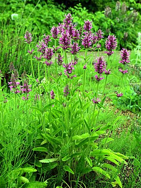 Буквица лекарственная (Betonica officinalis)