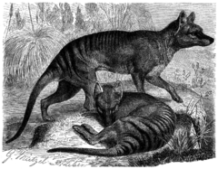 Comportement du loup de Tasmanie dans LOUP 240px-Beutelwol_brehm