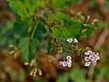 Boerhavia erecta