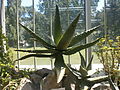 Aloja (Aloe) iz kolekcije Botaničke bašte Jevremovac (Agavaceae)