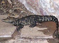 West African dwarf crocodile from the forests of West and West Central Africa