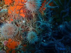 Brittlestars and urchins