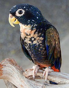 Bronzflugila Papago (Pionus chalcopterus).jpg