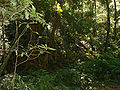 A view of the rainforest on one of the many tracks through the park