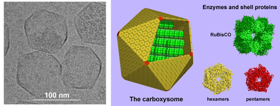 Carboxysomes are protein-enclosed bacterial microcompartments within the cytosol. On the left is an electron microscope image of carboxysomes, and on the right a model of their structure. Carboxysome.png