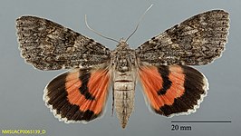 Catocala hermia