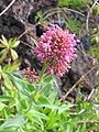 Centranthus ruber - Blüte