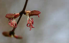 Männliche Blüten von Cercidiphyllum magnificum