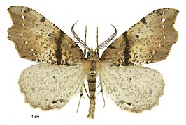 Chalastra pellurgata