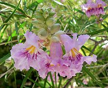 Chilopsis linearis