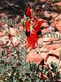 Clianthus formosus. 
 JPG