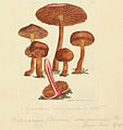 Ábrázolása az 1797-1809-es Coloured Figures of English Fungi or Mushrooms-ban.