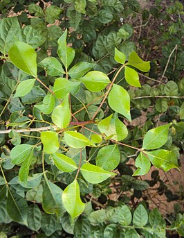 Commiphora caudata