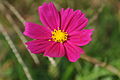 Cosmos flower in Korea