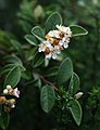 Cotoneaster pannosus