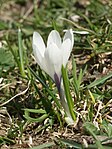 Crocus vernus albiflorus