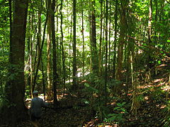 Selva Tropical de Daintree, 2011