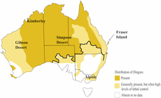 Distribución del dingo: En amarillo oscuro, áreas de alta presencia, En amarillo claro, áreas de presencia media. La línea gruesa representa el cerco del dingo