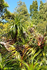 Dracophyllum üçün miniatür