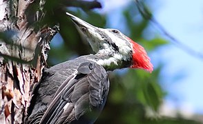 Pileated woodpecker