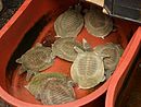 E8976-Namdaemun-Turtles-sold-in-ginseng-shop.jpg