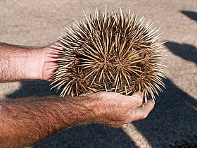 اکیدنه نوک‌کوتاه (Tachyglossus aculeatus) که به شکل یک توپ در می‌آید.