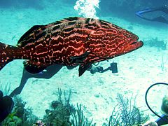 Epinephelus itajara