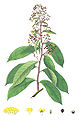 Erycibe paniculata