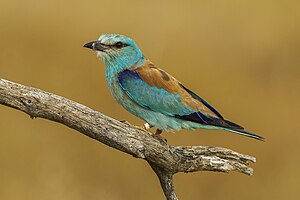 Χαλκοκουρούνα (Coracias garrulus)