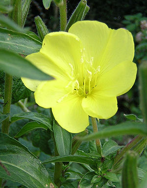 Photo of an evening primrose, showing the flow...