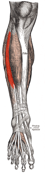 Musculus extensor digitorum longus