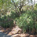 Climbing Aloe plantings along the upper park's access road.