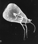 Giardia lamblia im elektronen­mikroskopischen Bild