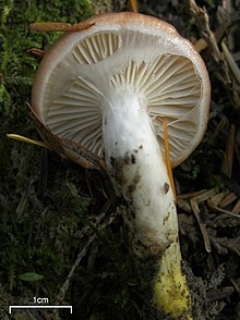 Gomphidius subroseus, family Gomphidiaceae Gomphidius subroseus 1.jpg