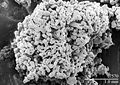 Krupa śnieżna widziana pod mikroskopem elektronowym