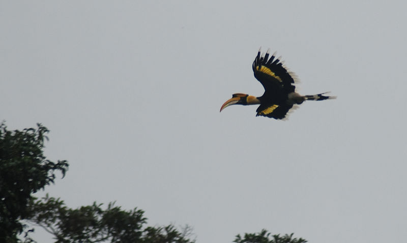 Ficheiro:Great hornbill flying.jpg