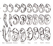 George Romanes' 1892 copy of Ernst Haeckel's embryo drawings, often attributed incorrectly to Haeckel Haeckel drawings.jpg