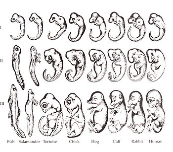 350px-Haeckel_drawings.jpg