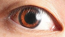 Human eye, a refractive cornea type eye. Human eye, anterior view.jpg